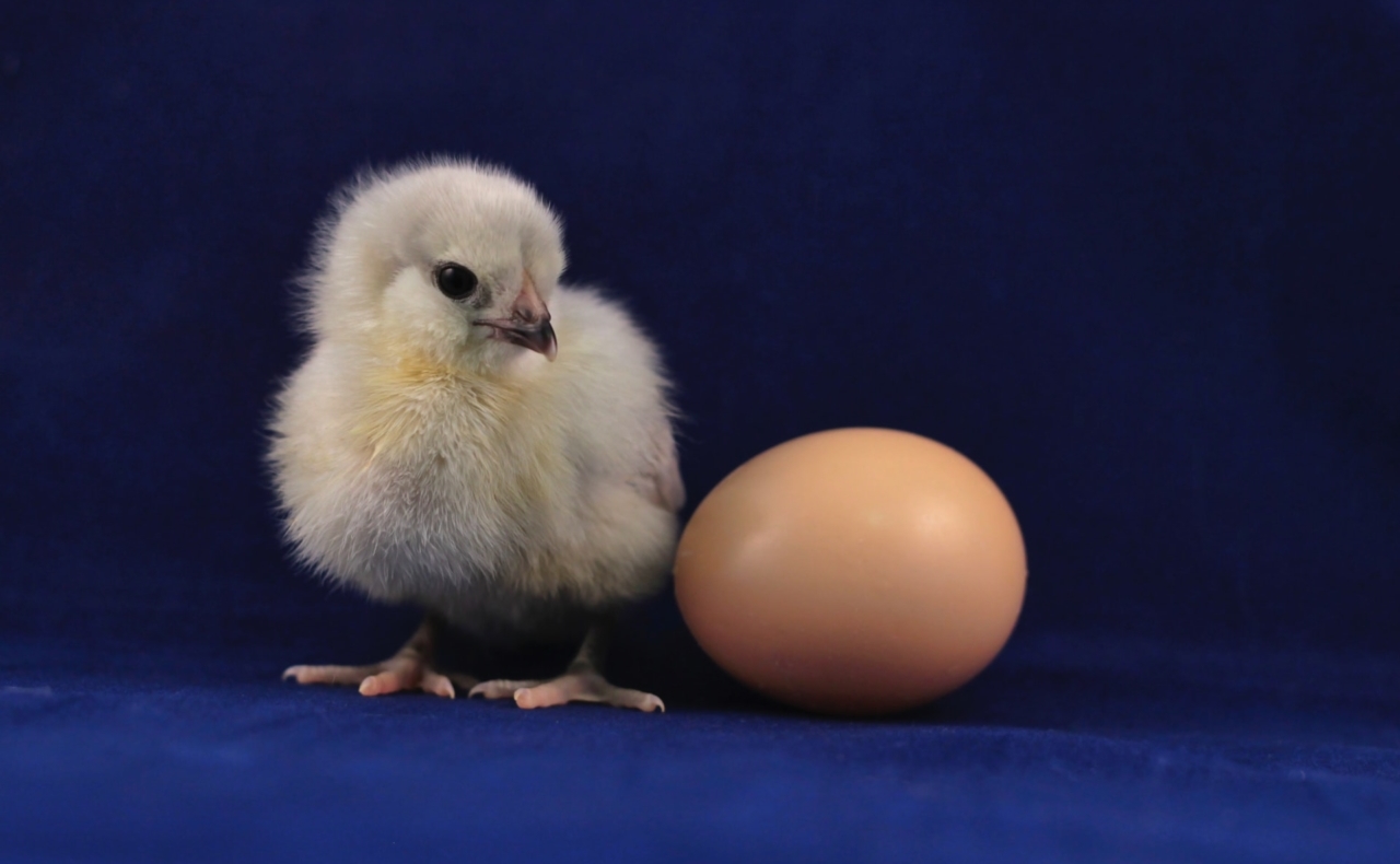 een kuikentje naast een ei