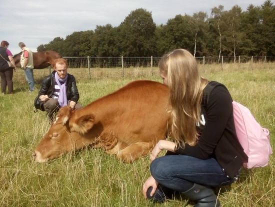 twee bezoekers bij een liggende koe in het gras tijdens de dagtrip naar Sanctuary Melief