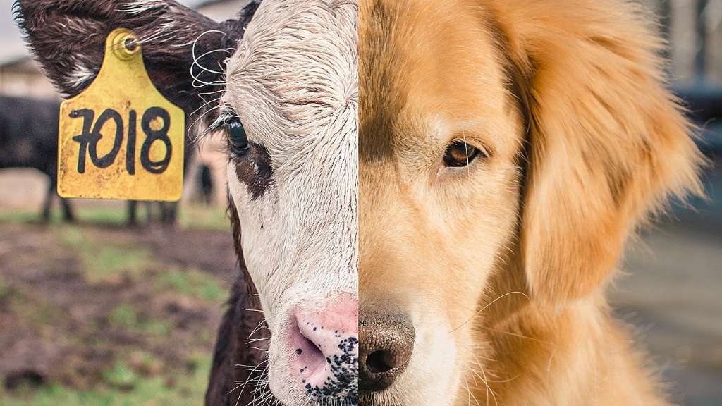 de helft van een koeiekop en de helft van een hondekop vormen samen een hele kop