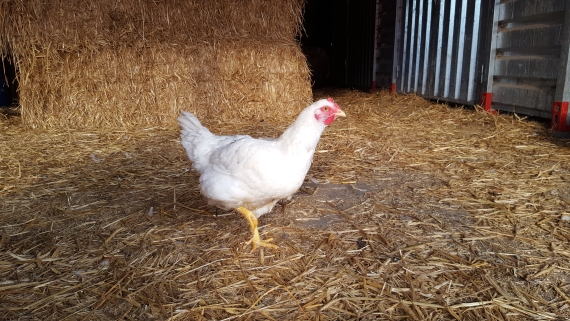 een kip loopt over stro naast een hooibaal