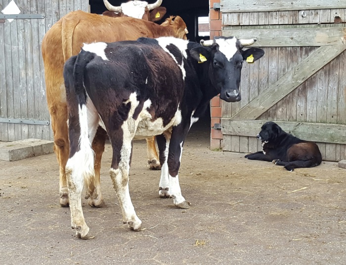 Geredde koeien en hond bij Gnadenhof Melief in het Duitse Sögel