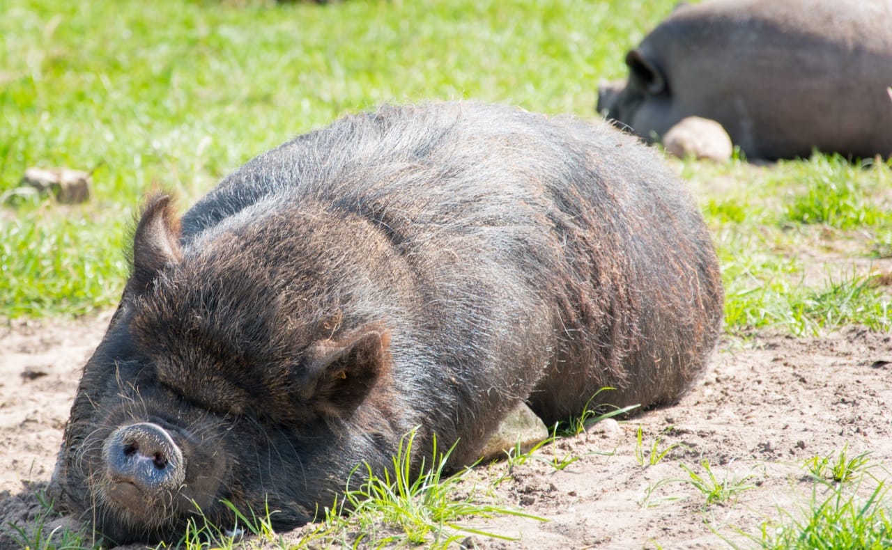 Varkens die liggen te slapen in de zon