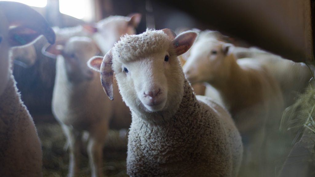 een paar schaapjes in een stal