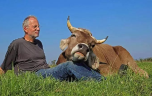 een koe ligt met de kop op een knie van iemand die in het gras zit
