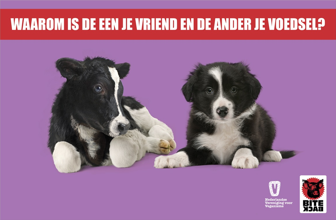 een koe en een hondje met dezelfde vachtprint liggen naast elkaar met de tekst 'Waarom is de een je vriend en de ander je voedsel?'