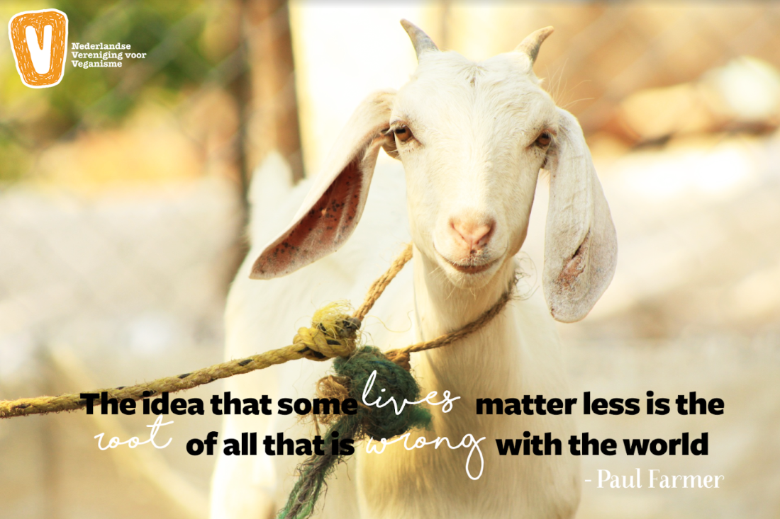 een vastgebonden geit en citaat van Paul Farmer: "The idea that some lives matter less is the root of all that is wrong with the world"