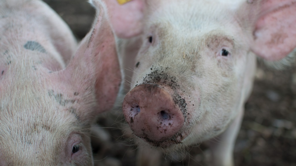 twee varkens