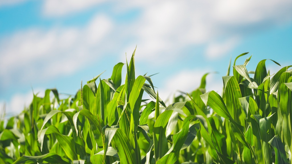 bladeren van een maisplant met daarboven een bewolkte lucht