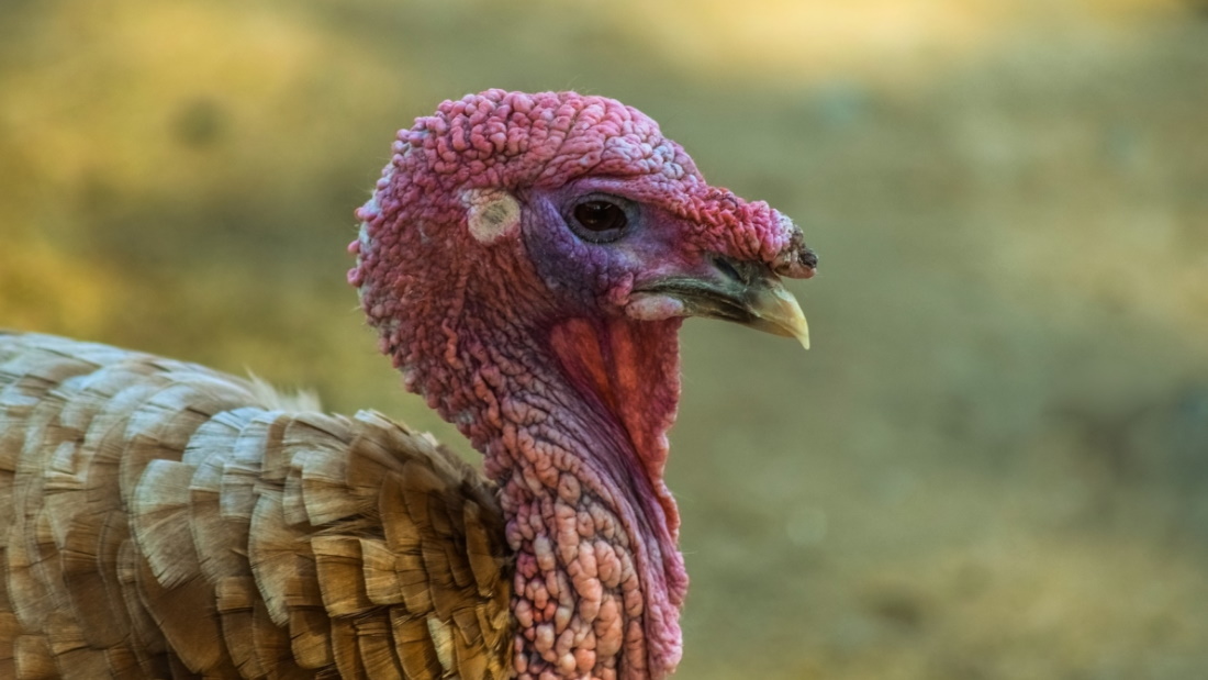 een kalkoen