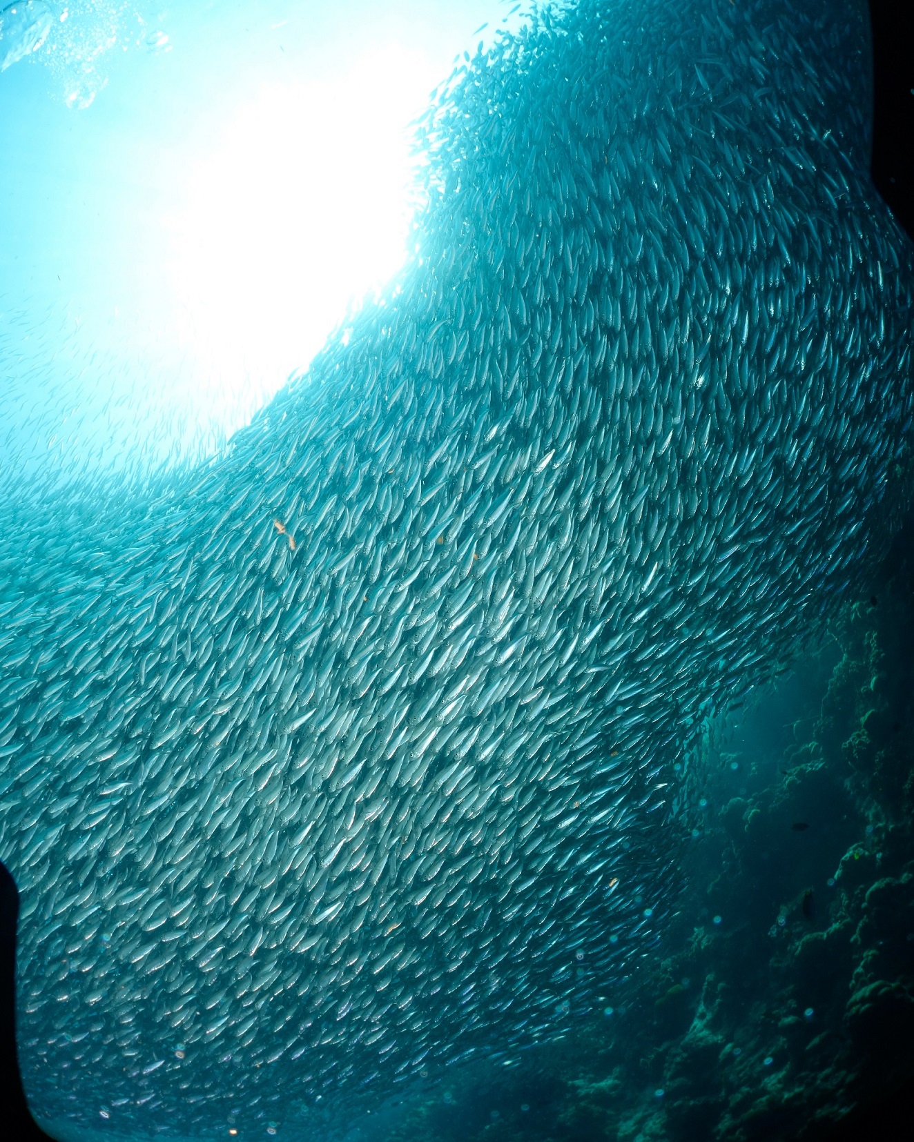 Sardines bij Moalboal, Filipijnen een school vissen