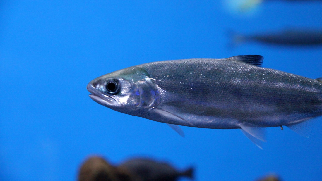 een vis zwemt in het water