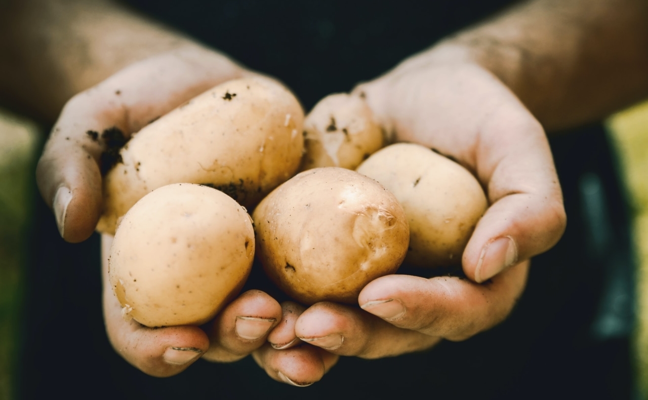 twee handen vol met aardappels