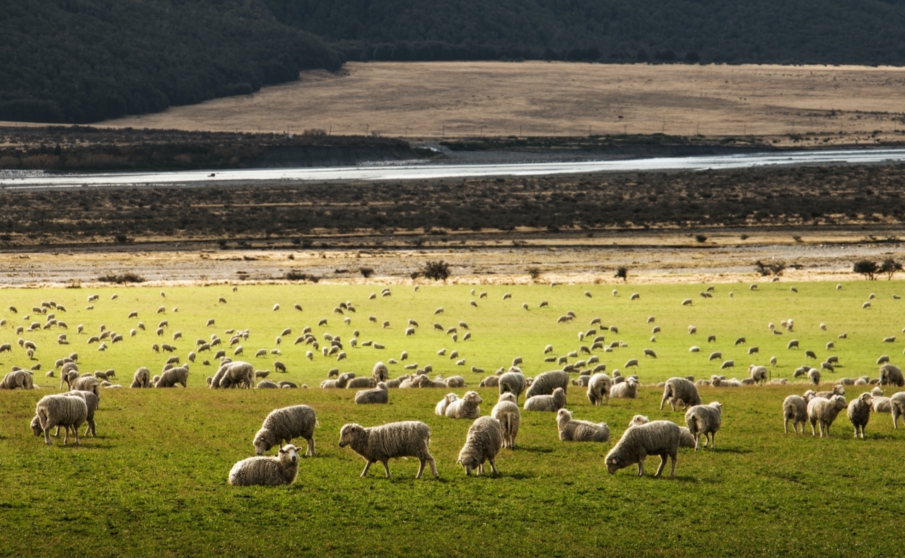 een kudde schapen op een uitgestrekt gebied