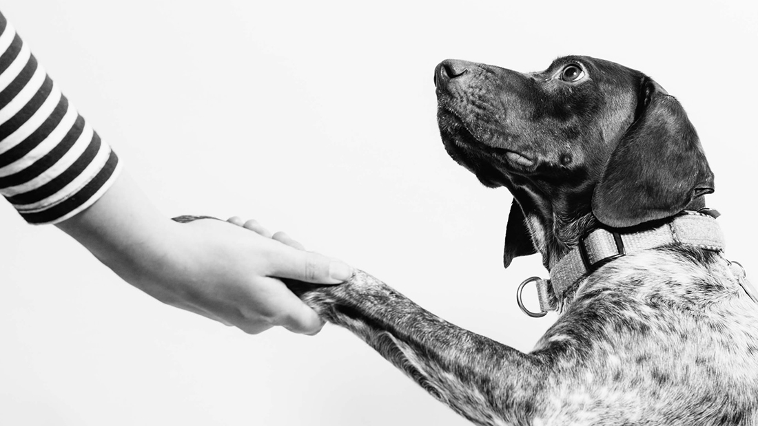 een hond geeft een mens een pootje