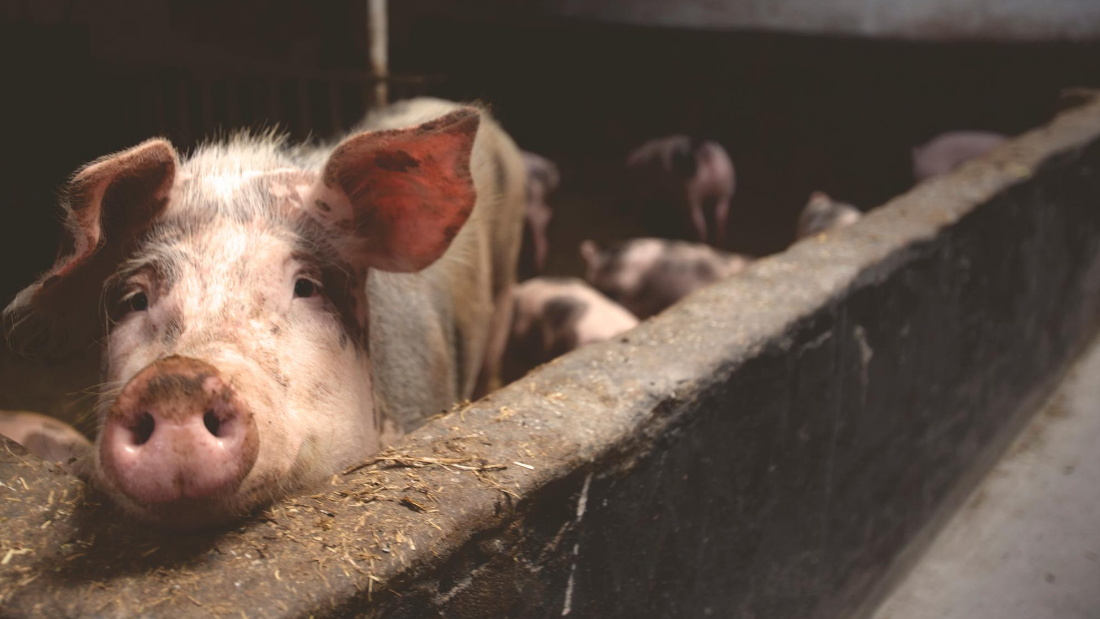 een varken in een stal