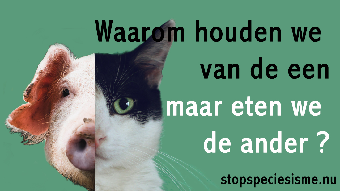 de helft van een varkens- en poezenkop vormen samen één kop. Tekst: 'Waarom houden we van de een maar eten we de ander?’ stop speciesisme.nu