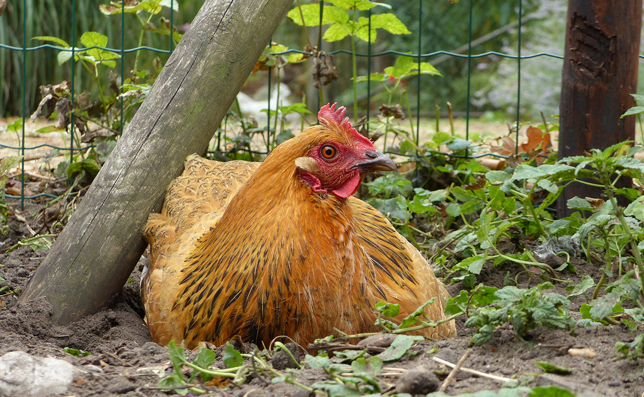een voormalige legkip ligt in het zand