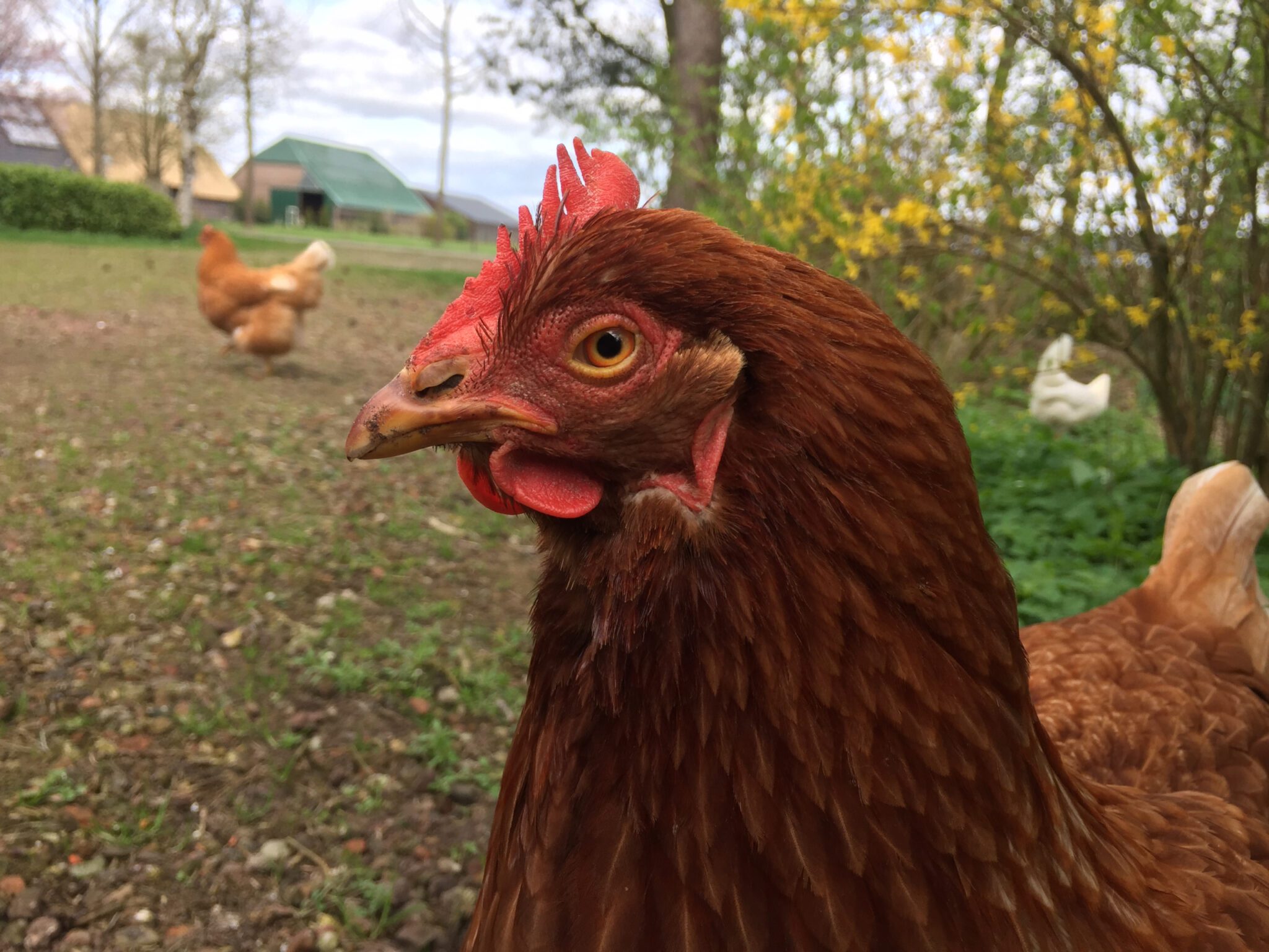 close-up van een voormalige legkip