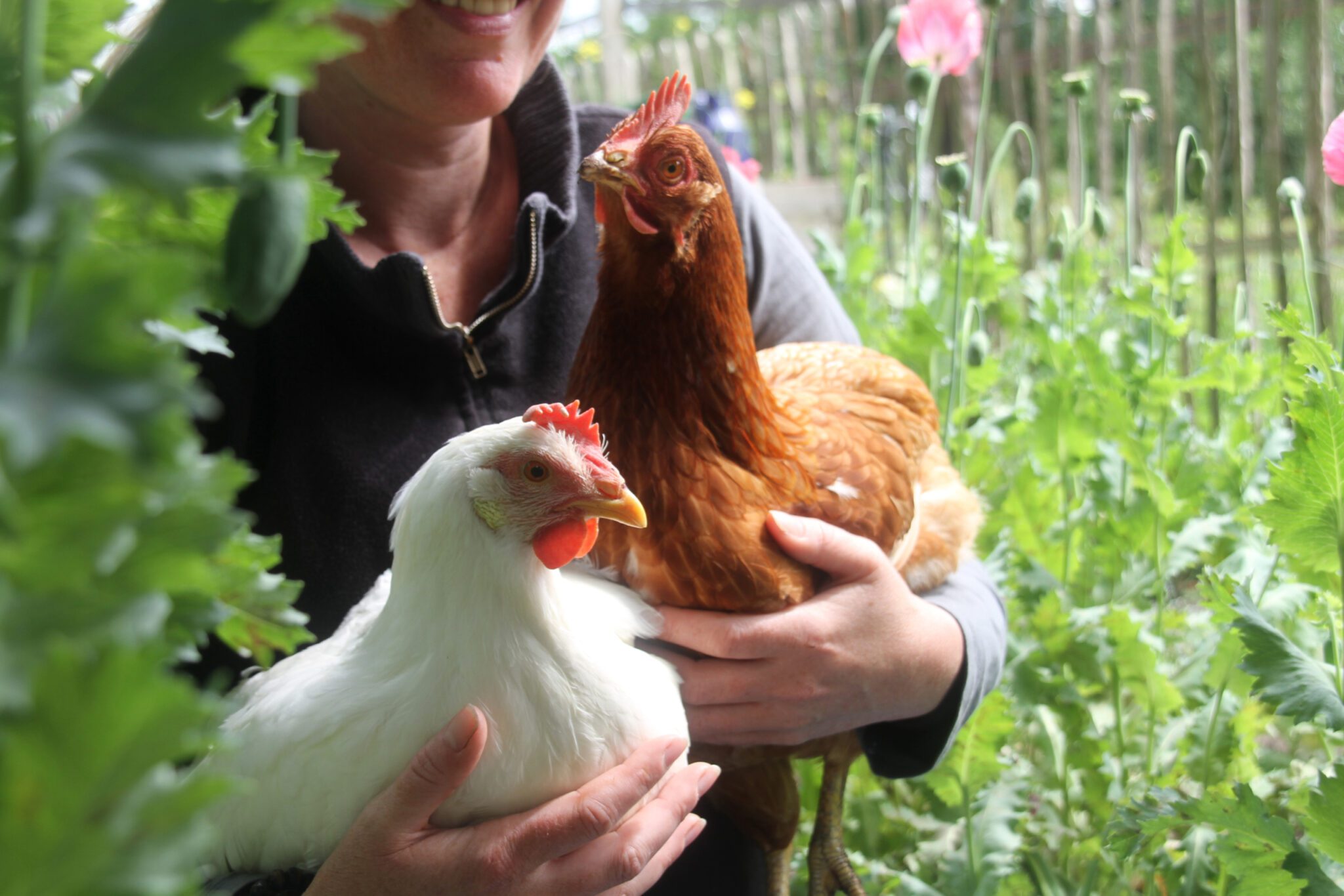 2 geredde legkippen in de handen van Liane