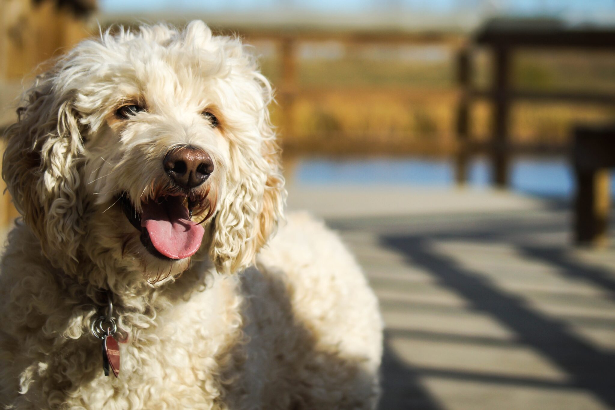 Een hond van het ras Lagotto Romagnolo met een halsband om