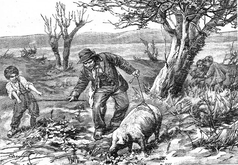 een tekening van een truffeloogst in 1905 gevonden met een varken