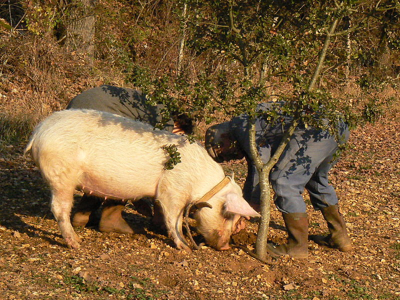 Een varken die getraind is om truffels te vinden, besnuffelt de bosgrond op zoek naar truffels. Het varken heeft een halsband om.