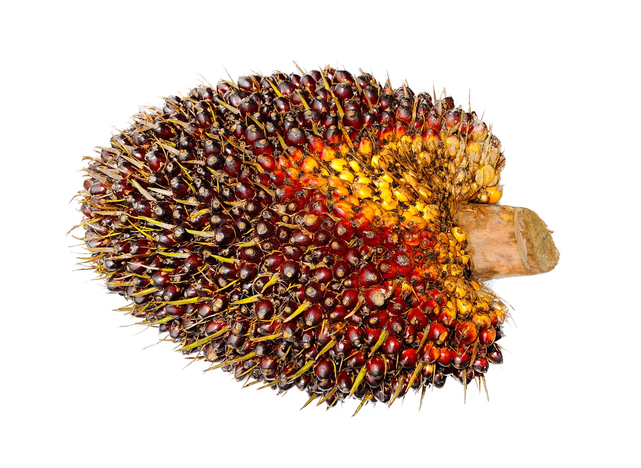 Palmvrucht een palmvrucht