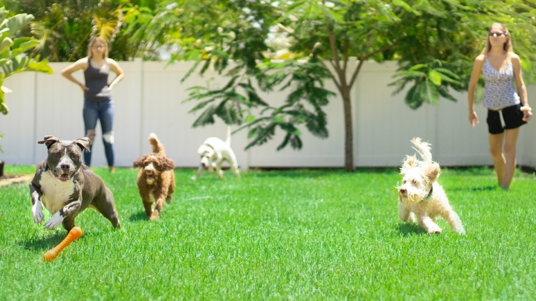 Spelende honden op een grasveld