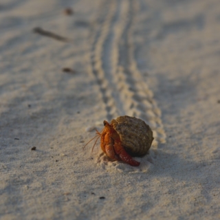 kreeftje in schelp een kreeftje loopt met een schelp op zijn rug door het zand