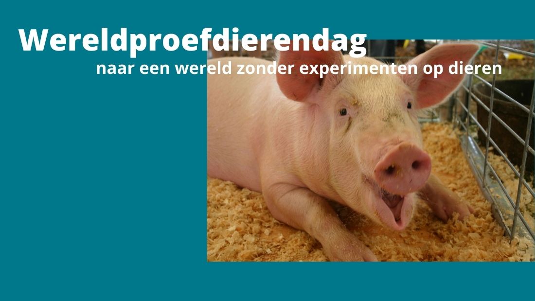 een varken in een ligkooi met de tekst 'Wereld proefdierendag, naar een wereld zonder experimenten op dieren'