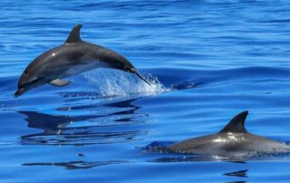 twee dolfijnen in het water met op de achtergrond een kust