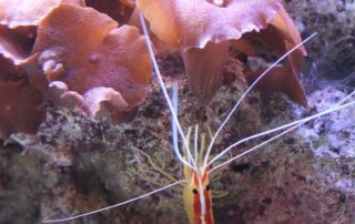 een garnaal tussen zeeplanten