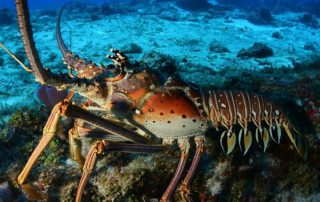 een kreeft op de bodem van de zee