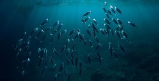 een school vissen in zee