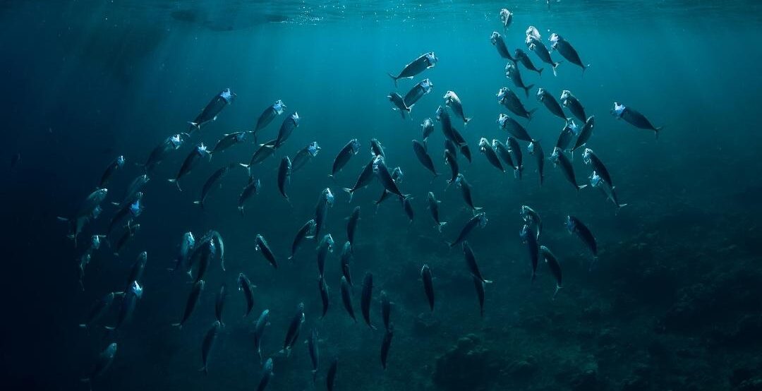 een school vissen in zee
