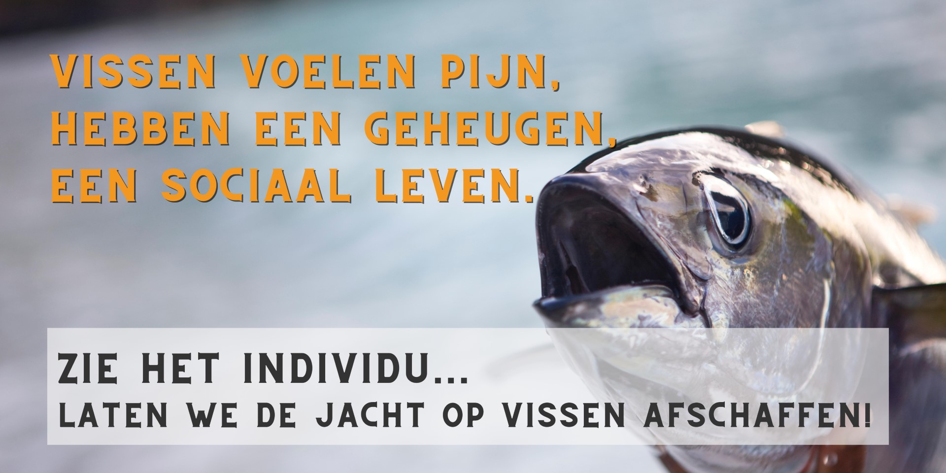 Vis met open bek. Tekst: 'Vissen voelen pijn, hebben geheugen, een sociaal leven. Zie het individu... laten we de jacht op vissen afschaffen!'