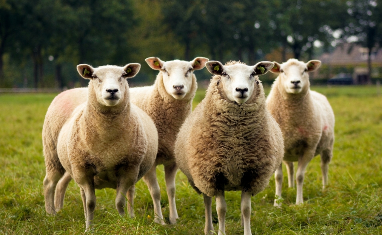 vier schapen in een wei