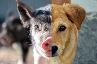 De helft van een varkenskop en de helft van een hondenkop vormen samen een hele kop