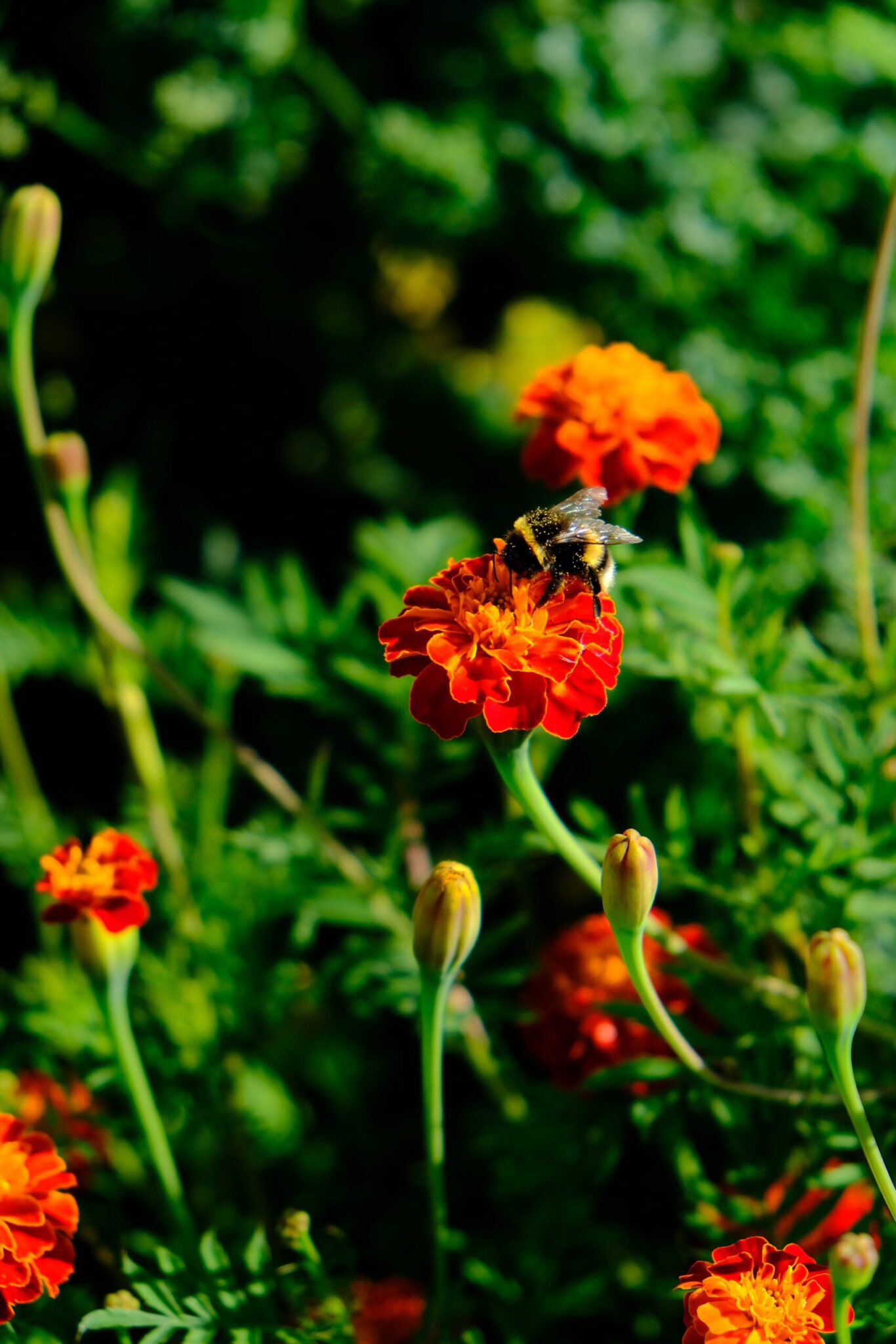 Een bij op een oranje, bloeiende bloem.