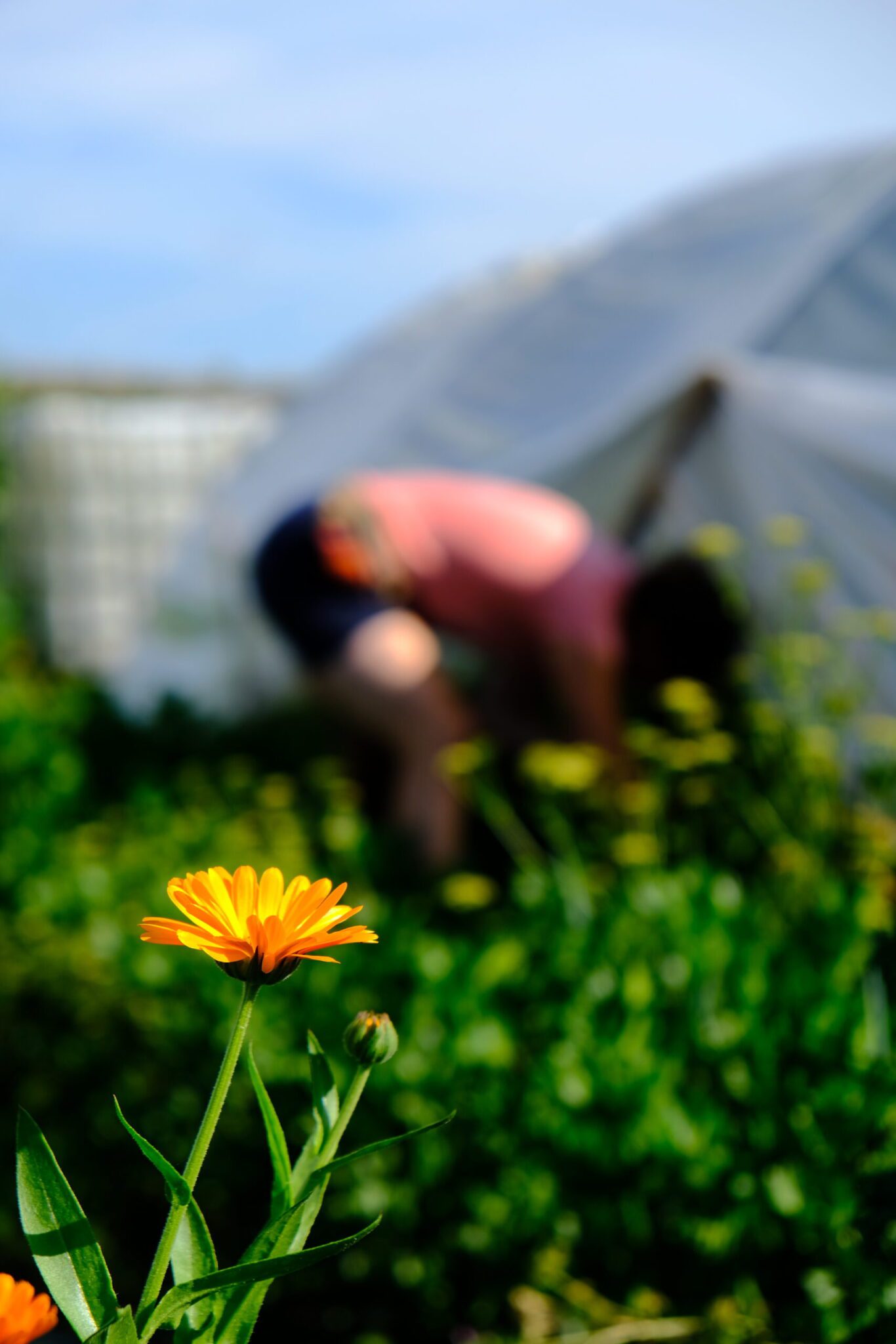 Een bloeiende bloem in bio-vegan tuinderij 't Mooshöfke