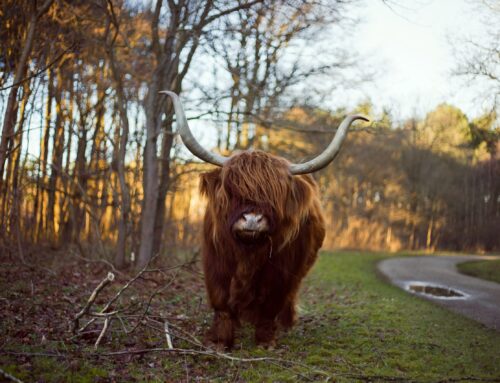 Verklaring NVV-bestuur over de aanpassing van Wet Dieren