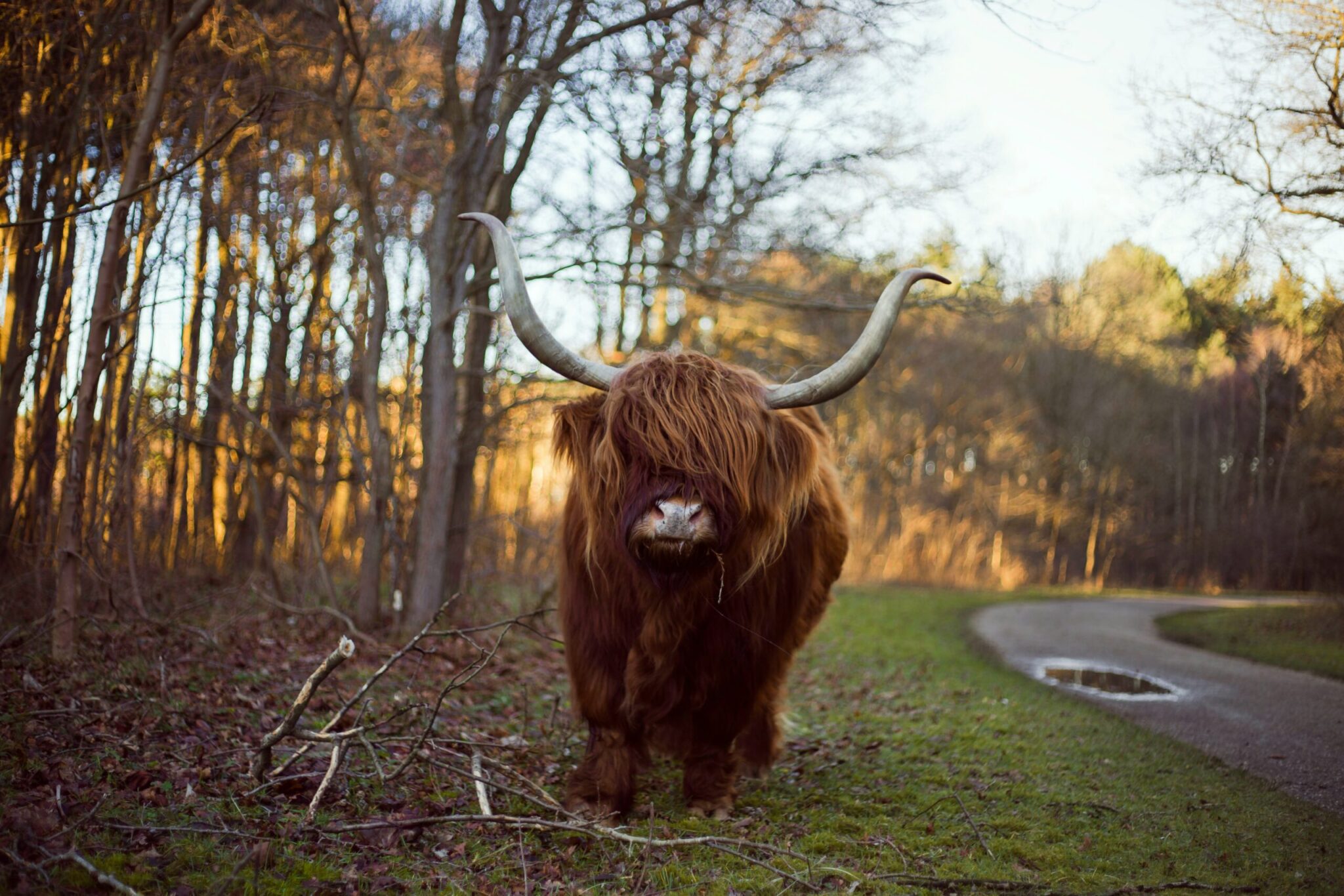 Een rund met hoorns naast een weggetje dat door een bos gaat.