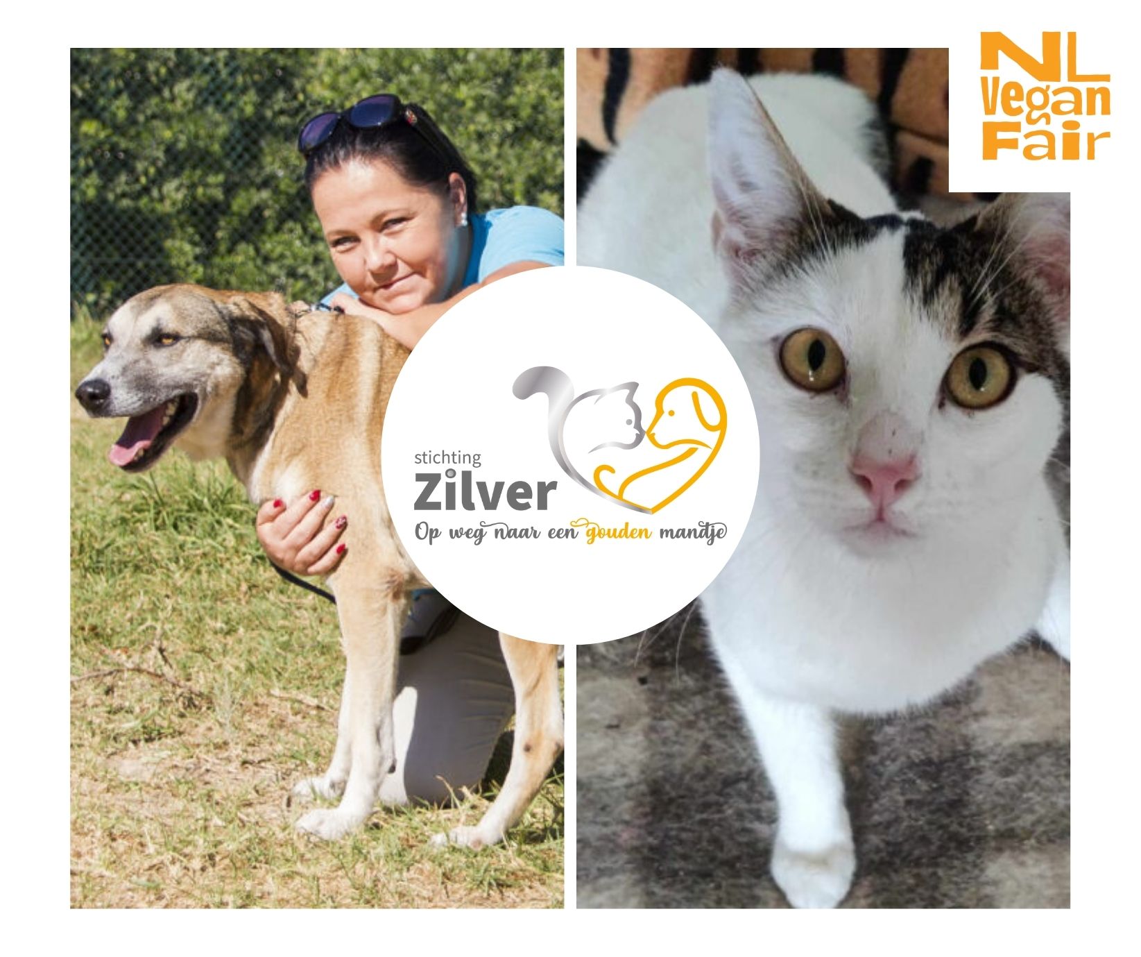 1. Stichting Zilver Iemand die een hond knuffelt, een poes die de camera inkijkt en het logo van Stichting Zilver met de tekst 'Op weg naar een gouden mandje'.