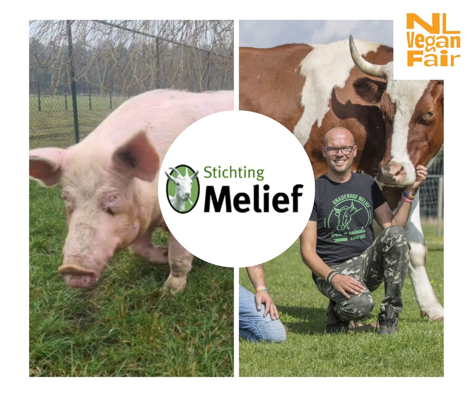 Stichting Melief Een varken in de wei bij Sanctuary Melief en iemand die hurkt en een koe aanraakt.