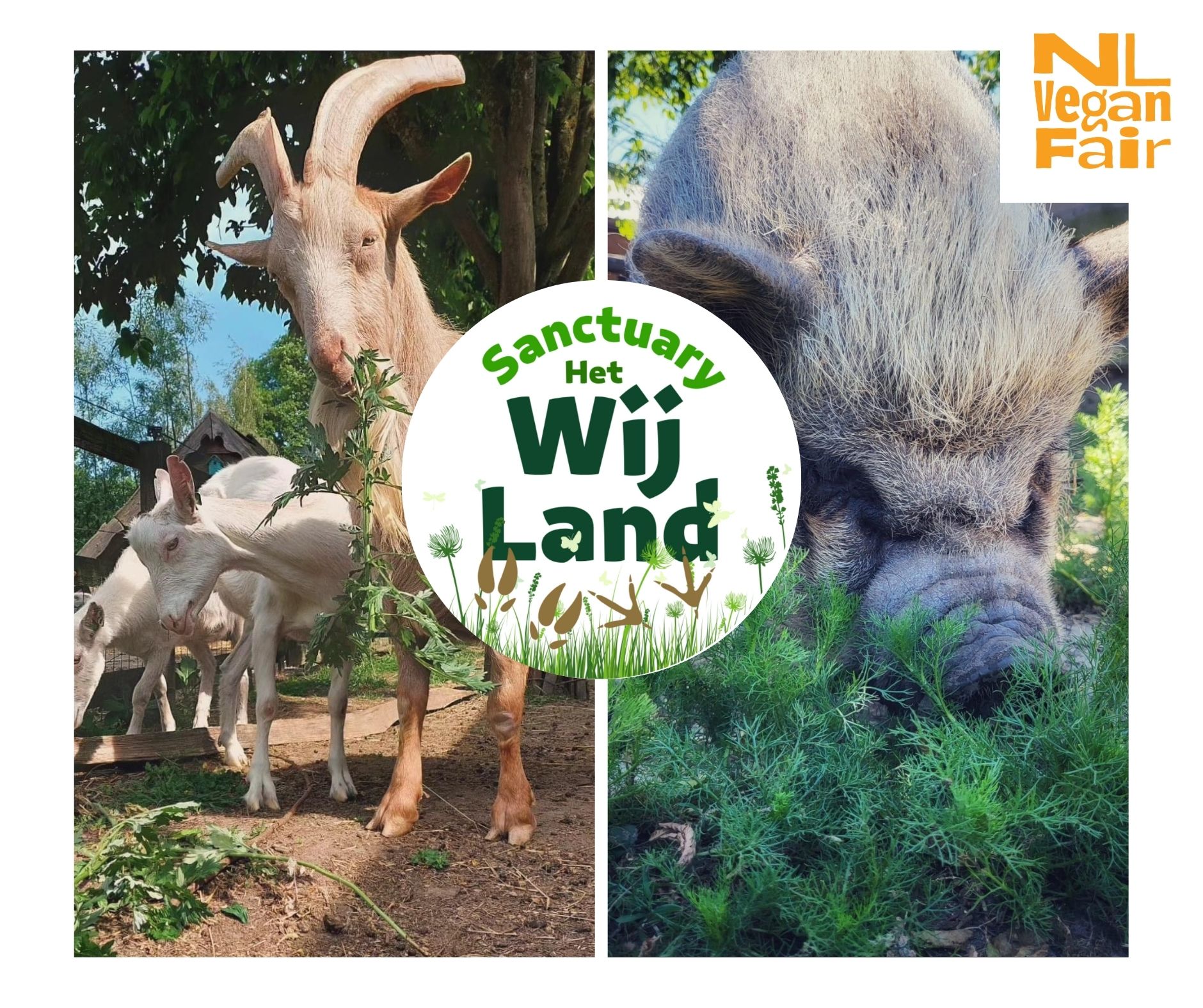 26 Sanctuary Het Wij Land Drie geitjes aan het grazen en een zwijn aan het wroeten op Sanctuary Het Wijland