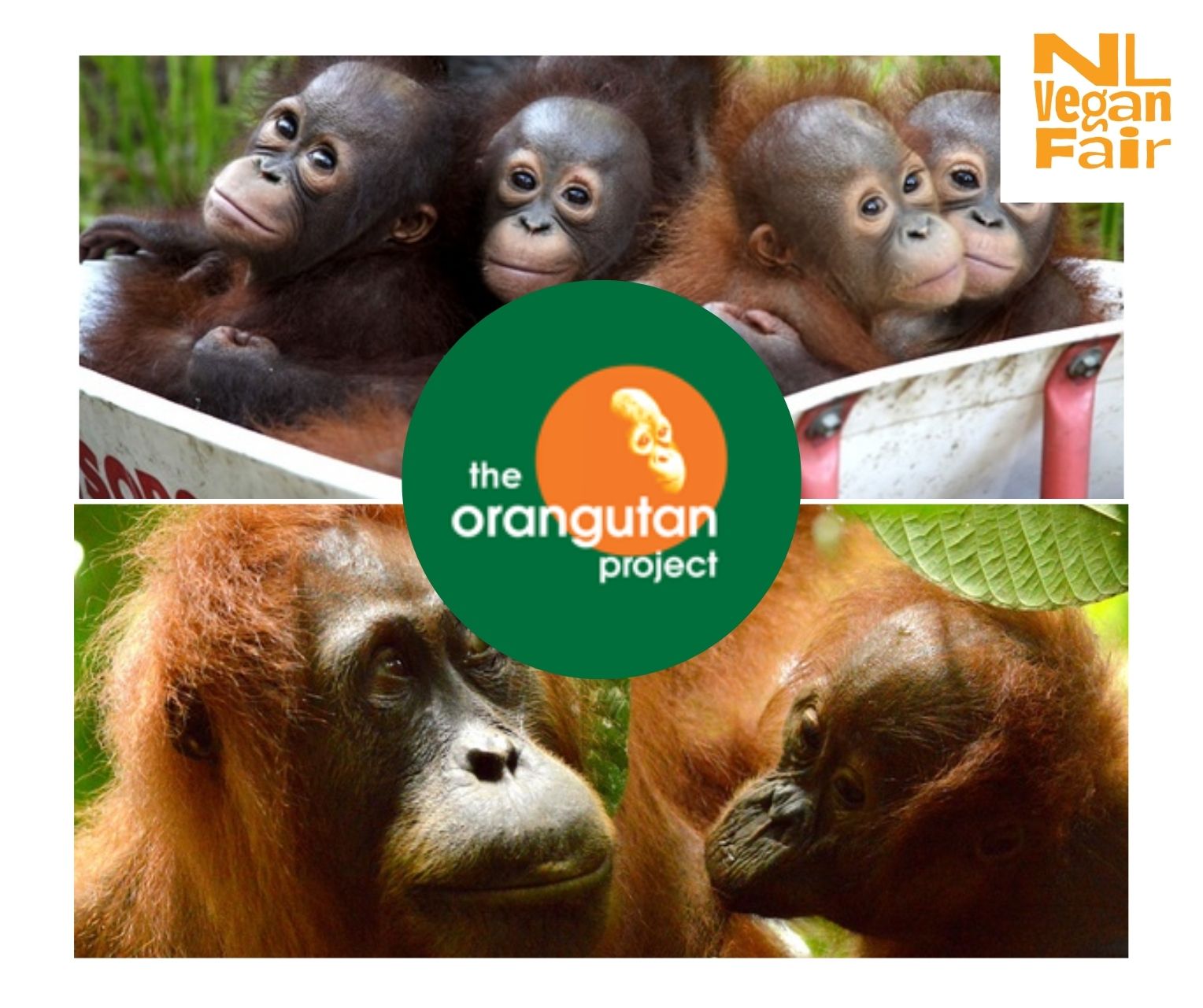 44 The Orangutan Project Baby- en volwassen orang-oetans van The Orangutan Project