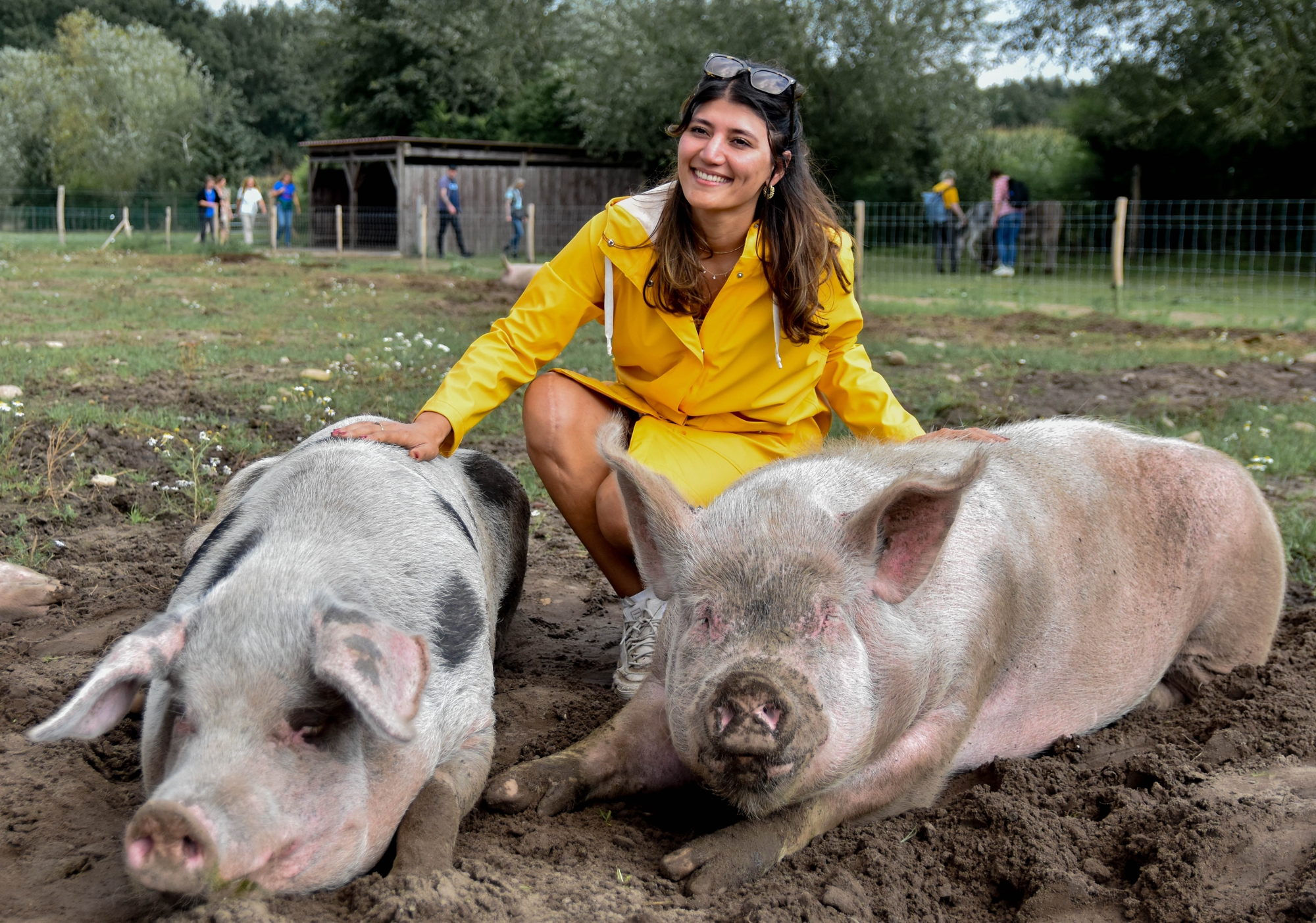 Iemand poseert geknield bij 2 grote varkens die in de modder liggen