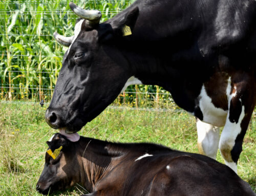 NVV-bestuur: Dierwaardige veehouderij bestaat niet