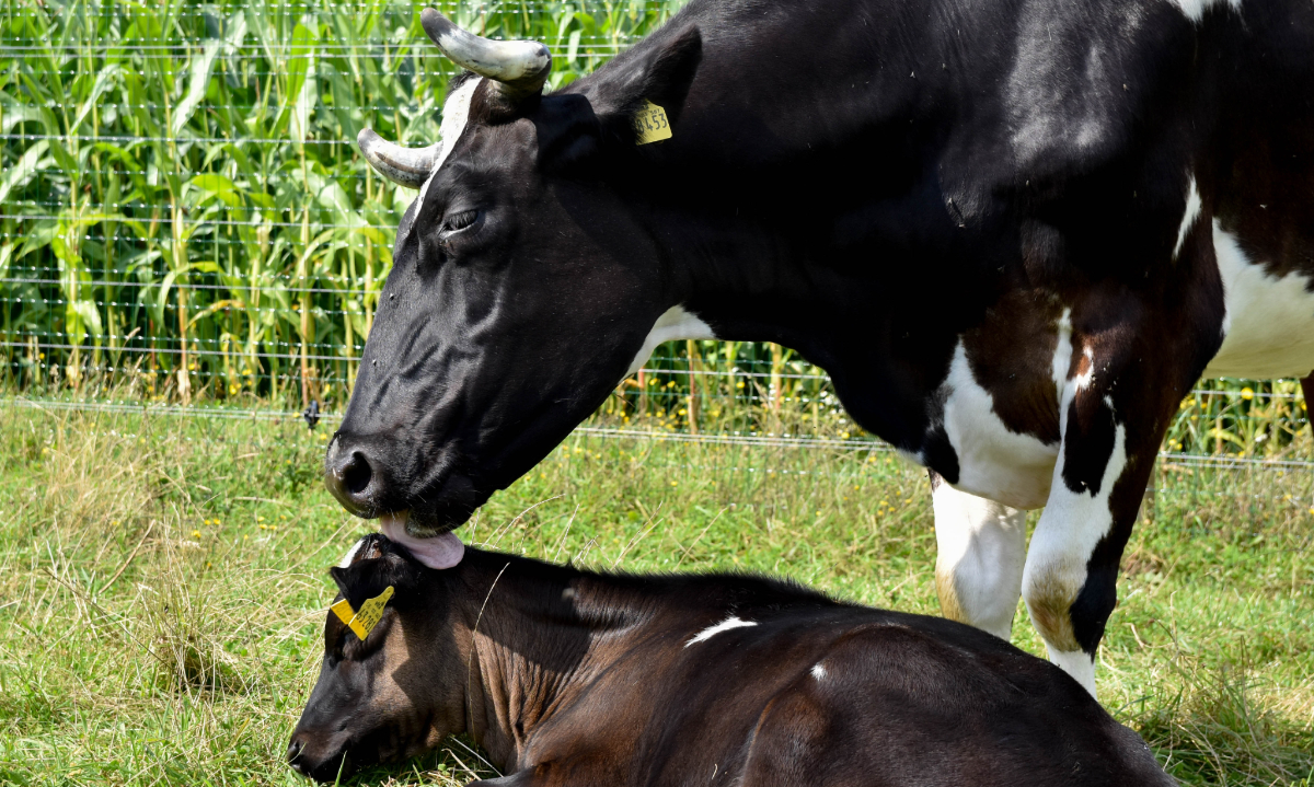 Een koe likt een kalf dat naast haar op het gras ligt.